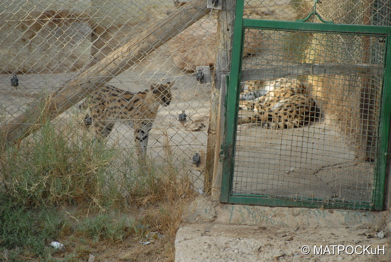 Фотографии -> Поездки -> Отпуск в Тунисе (15-30 сентября 2016) ->  Зоопарк -> Зоопарк - 105