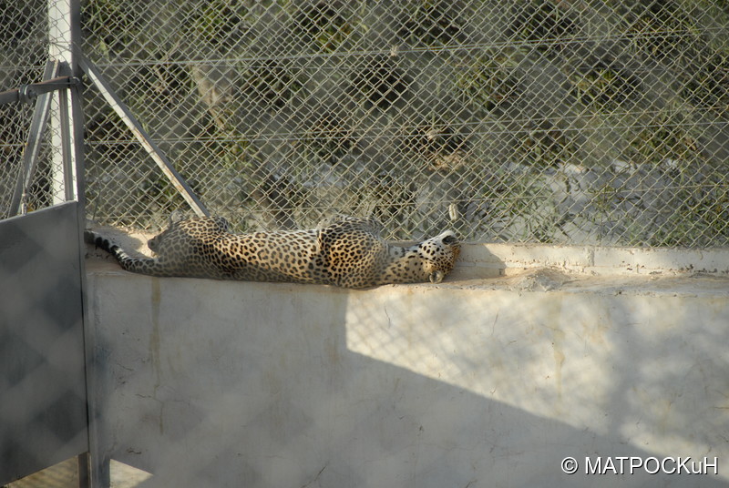Фотографии -> Поездки -> Отпуск в Тунисе (15-30 сентября 2016) ->  Зоопарк -> Зоопарк - 107
