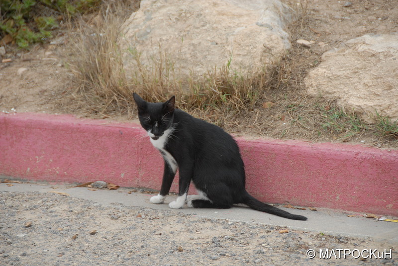 Фотографии -> Поездки -> Отпуск в Тунисе (15-30 сентября 2016) ->  Кошки и другие животные -> Кошки и другие животные - 002