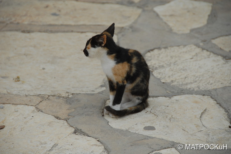 Фотографии -> Поездки -> Отпуск в Тунисе (15-30 сентября 2016) ->  Кошки и другие животные -> Кошки и другие животные - 003