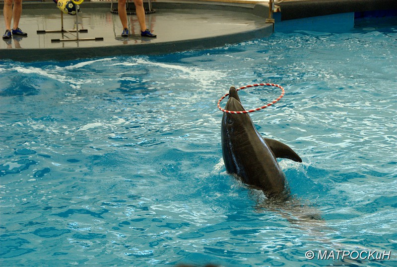 Фотографии -> Поездки -> Отпуск в Кемере (23 июля - 4 августа 2011) ->  Шоу дельфинов -> Шоу дельфинов - 002