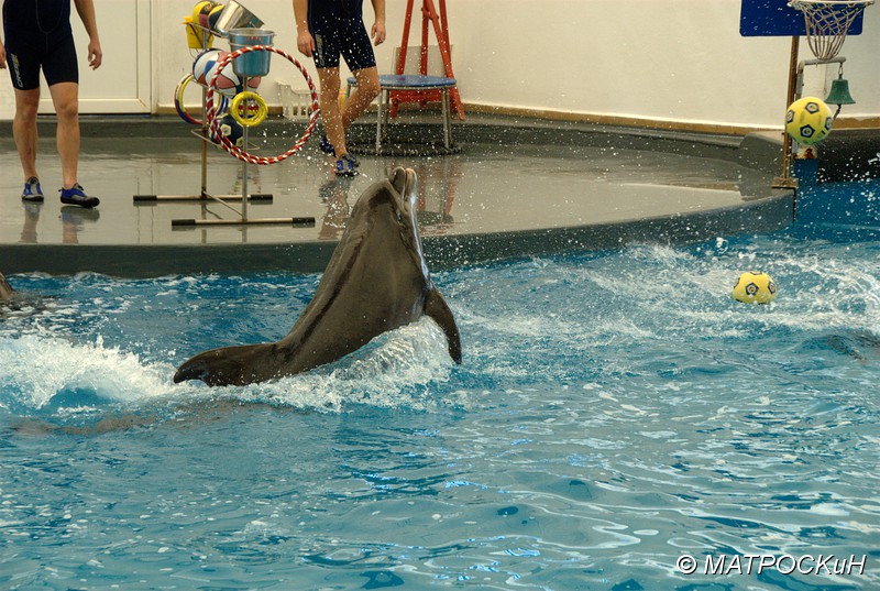 Фотографии -> Поездки -> Отпуск в Кемере (23 июля - 4 августа 2011) ->  Шоу дельфинов -> Шоу дельфинов - 004