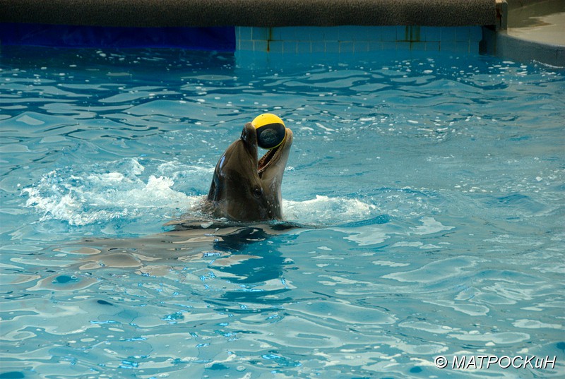 Фотографии -> Поездки -> Отпуск в Кемере (23 июля - 4 августа 2011) ->  Шоу дельфинов -> Шоу дельфинов - 005