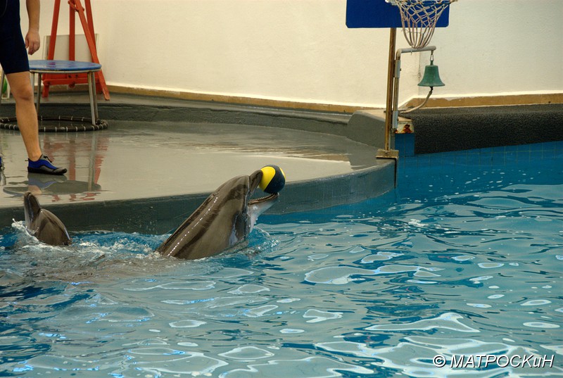 Фотографии -> Поездки -> Отпуск в Кемере (23 июля - 4 августа 2011) ->  Шоу дельфинов -> Шоу дельфинов - 006