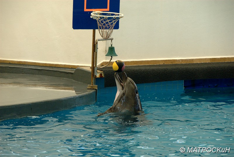 Фотографии -> Поездки -> Отпуск в Кемере (23 июля - 4 августа 2011) ->  Шоу дельфинов -> Шоу дельфинов - 007