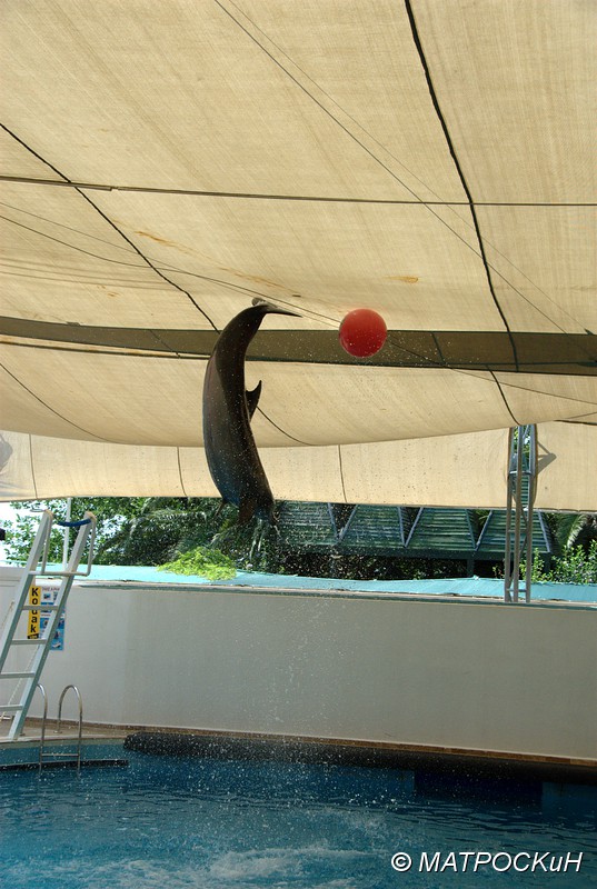 Фотографии -> Поездки -> Отпуск в Кемере (23 июля - 4 августа 2011) ->  Шоу дельфинов -> Шоу дельфинов - 009