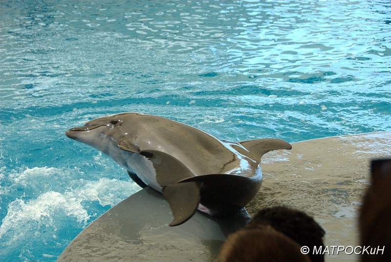 Фотографии -> Поездки -> Отпуск в Кемере (23 июля - 4 августа 2011) ->  Шоу дельфинов -> Шоу дельфинов - 010