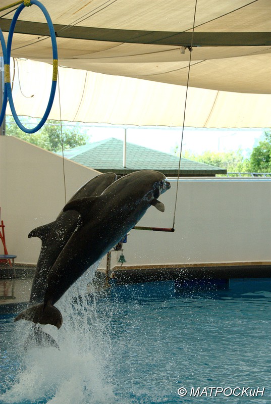 Фотографии -> Поездки -> Отпуск в Кемере (23 июля - 4 августа 2011) ->  Шоу дельфинов -> Шоу дельфинов - 011