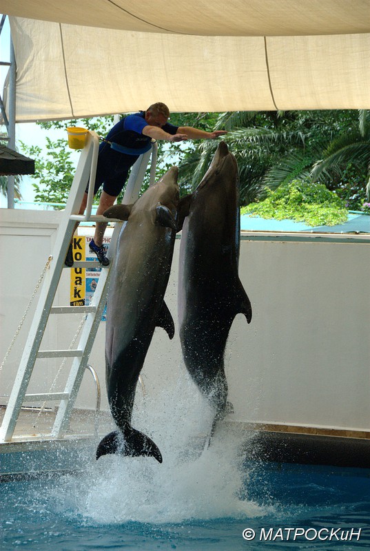 Фотографии -> Поездки -> Отпуск в Кемере (23 июля - 4 августа 2011) ->  Шоу дельфинов -> Шоу дельфинов - 013