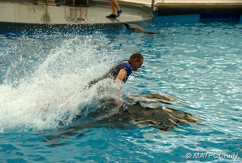 Фотографии -> Поездки -> Отпуск в Кемере (23 июля - 4 августа 2011) ->  Шоу дельфинов -> Шоу дельфинов - 014