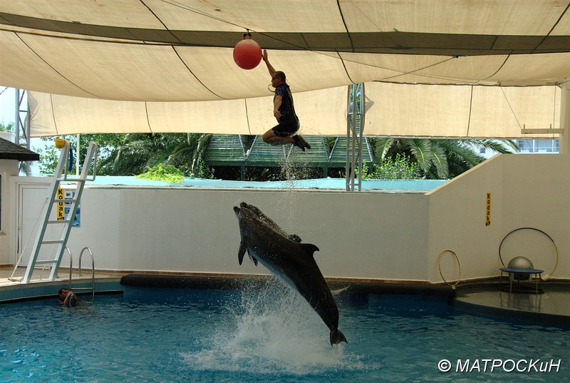 Фотографии -> Поездки -> Отпуск в Кемере (23 июля - 4 августа 2011) ->  Шоу дельфинов -> Шоу дельфинов - 017