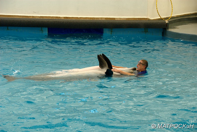 Фотографии -> Поездки -> Отпуск в Кемере (23 июля - 4 августа 2011) ->  Шоу дельфинов -> Шоу дельфинов - 018