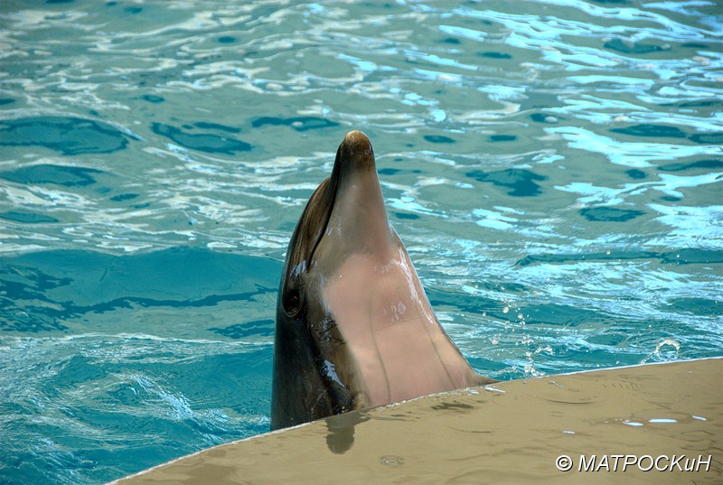 Фотографии -> Поездки -> Отпуск в Кемере (23 июля - 4 августа 2011) ->  Шоу дельфинов -> Шоу дельфинов - 019