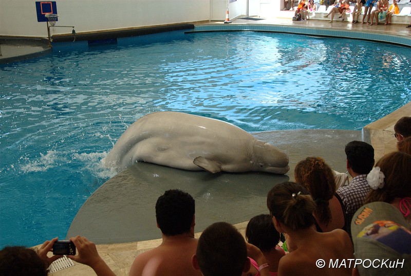 Фотографии -> Поездки -> Отпуск в Кемере (23 июля - 4 августа 2011) ->  Шоу дельфинов -> Шоу дельфинов - 033