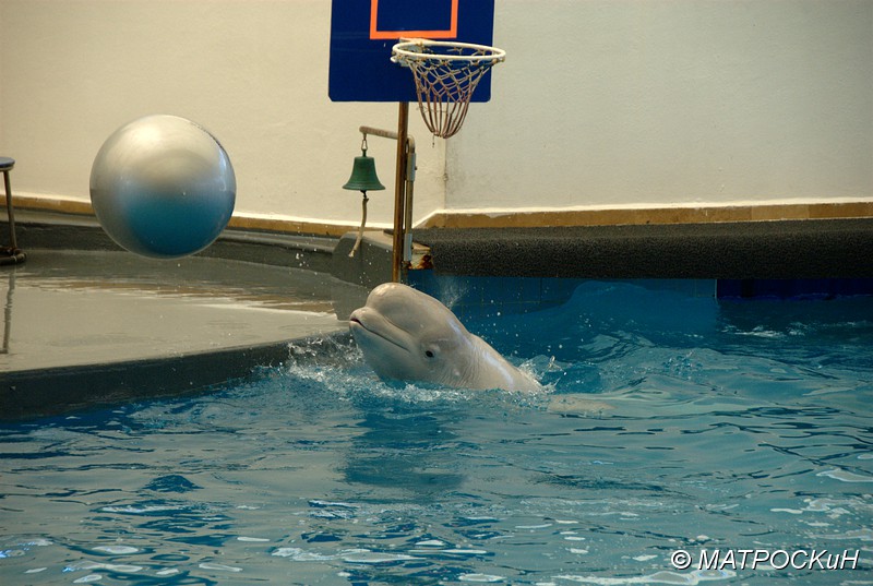 Фотографии -> Поездки -> Отпуск в Кемере (23 июля - 4 августа 2011) ->  Шоу дельфинов -> Шоу дельфинов - 036