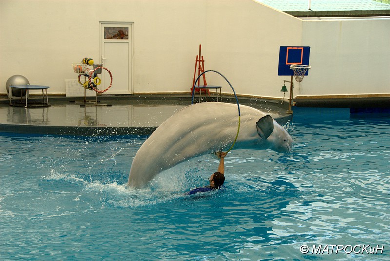 Фотографии -> Поездки -> Отпуск в Кемере (23 июля - 4 августа 2011) ->  Шоу дельфинов -> Шоу дельфинов - 037