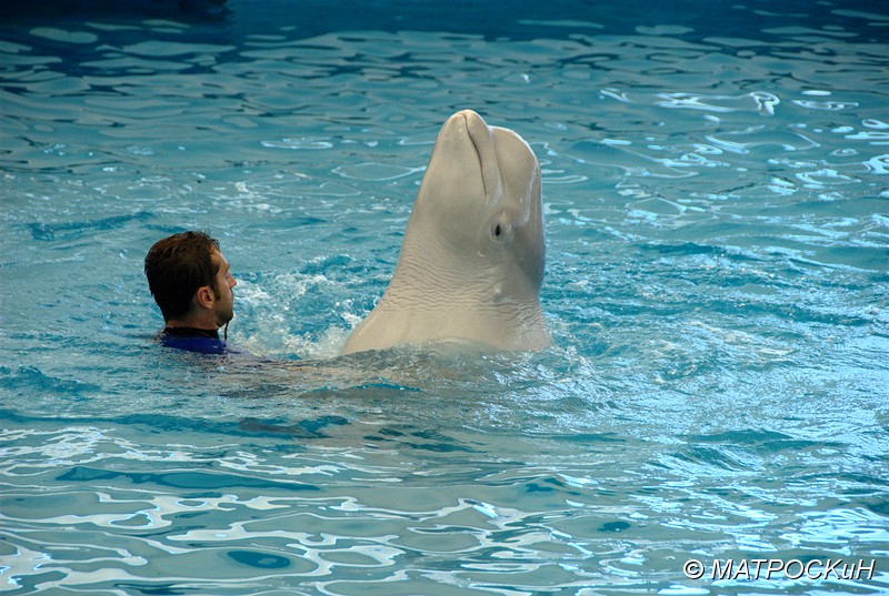 Фотографии -> Поездки -> Отпуск в Кемере (23 июля - 4 августа 2011) ->  Шоу дельфинов -> Шоу дельфинов - 038