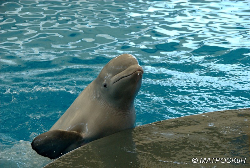 Фотографии -> Поездки -> Отпуск в Кемере (23 июля - 4 августа 2011) ->  Шоу дельфинов -> Шоу дельфинов - 040