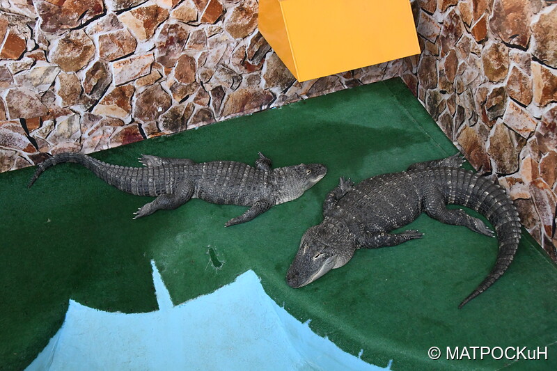 Фотографии -> Поездки -> Отпуск в Ейске (27 июля - 24 августа 2019) ->  Крокодиляриум -> Крокодиляриум - 006