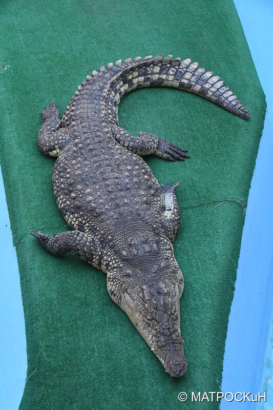 Фотографии -> Поездки -> Отпуск в Ейске (27 июля - 24 августа 2019) ->  Крокодиляриум -> Крокодиляриум - 008