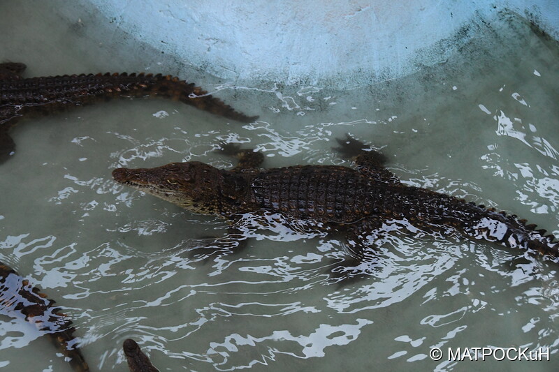 Фотографии -> Поездки -> Отпуск в Ейске (27 июля - 24 августа 2019) ->  Крокодиляриум -> Крокодиляриум - 021